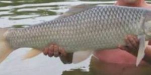 Mrigal Fish