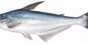 Pangasius Fish