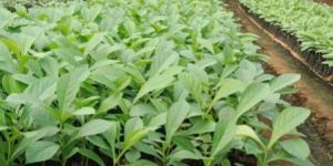 Nilambur Tissue Culture Teak Plants