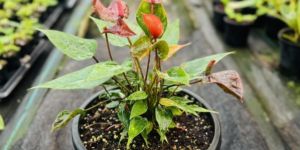 Tissue Culture Anthurium Brown Plants