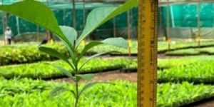 Chandrapur Balharshah Tissue Cultured Teak Plant