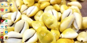 Natural Yellow Kaudi