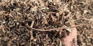 Dry Whole Plant Tulsi
