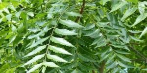 Neem Leaves