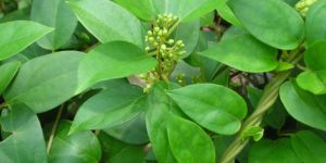 Organic Moringa Leaves