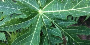 Organic Papaya Leaves