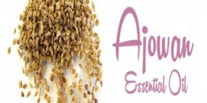 Ajowan Oil Ajowan Essential Oil from BORG