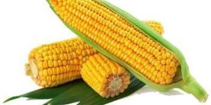 Maize