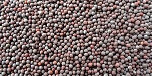 Mustard Seeds