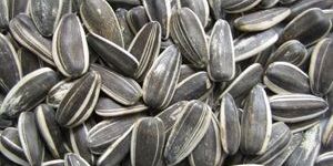 Sunflower Seeds