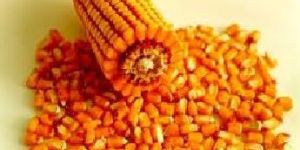 Yellow Maize