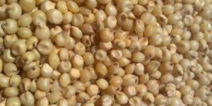 White Sorghum