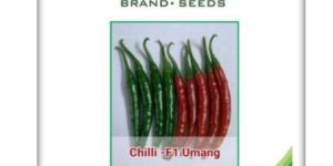 Chilli Seeds