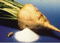 Beet Sugar