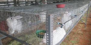 Rabbit Cage