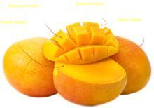 Mango Pulp