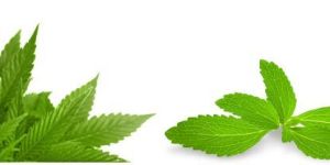 Stevia Sweetener