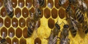 Honey Bee Control Services