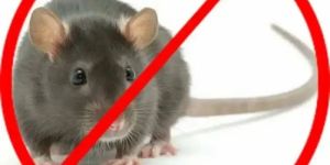 Industrial Rat Control Services