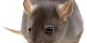 Industrial Rodent Control Services