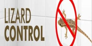 Lizard Control Service