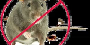 Rat Pest Control Service