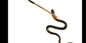 Snake Control Service