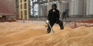 Stored Grain Pest Control Service