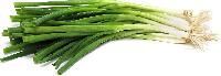 Green Onion
