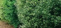 Screening Plants