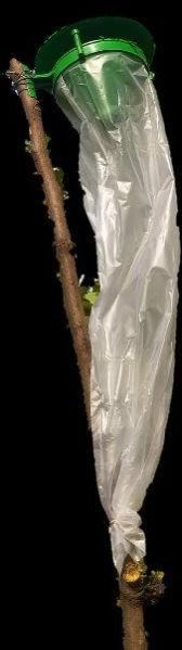 Funnel Pheromone Insect Trap