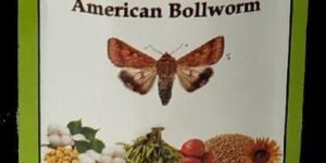 Helicoverpa Armigera Pheromone Lure & Funnel Trap