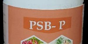 Phosphate Solubilizing Bacteria- PSP