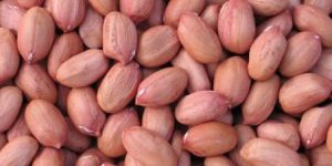 Peanut Kernels
