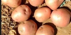Red Potatoes