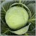 Hybrid Cabbage