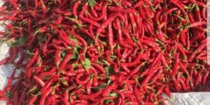Premium Dried RED Chilli