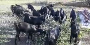 Osmanabadi Black Live Goat