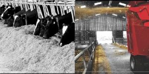 Cattle Feeding System