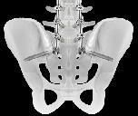 Sacral Screw