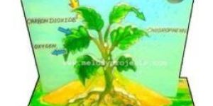 Photosynthesis 3D Model