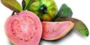 Pink Guava