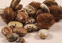 Castor Oil Seeds