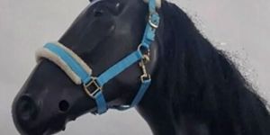 Horse Halter