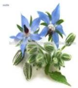 Borage Carrier Oil
