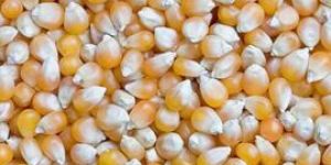 Maize