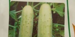 Cucumber Seeds