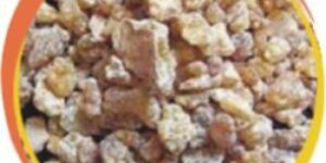 Loban Samrani Cup Premix