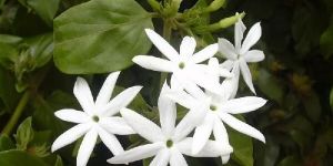 Mogra Special Incense Stick