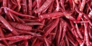Dry Red Chilli